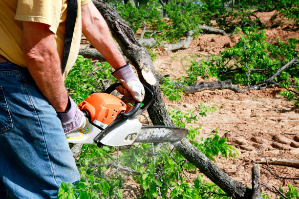 Trusted Kodiak Station, AK Tree Service Experts